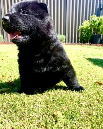 German Shepherd Dog for sale by VONNUREMBERG