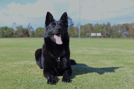German Shepherd Dog for sale by VONNUREMBERG