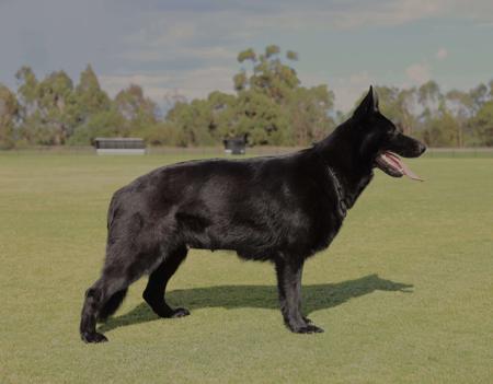 German Shepherd Dog for sale by VONNUREMBERG