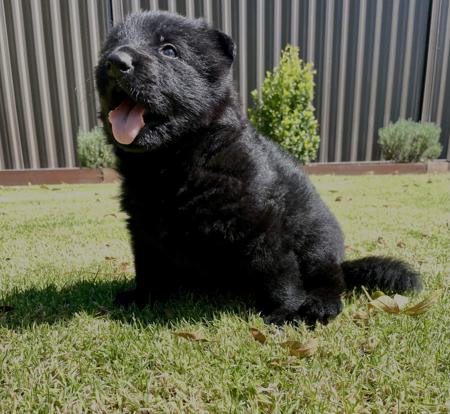 German Shepherd Dog for sale by VONNUREMBERG