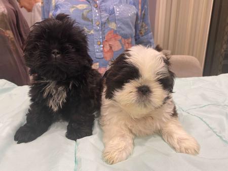 Shih Tzu puppy for sale by DAWMIC