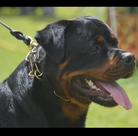 Rottweiler for sale by VOMSCHATZ