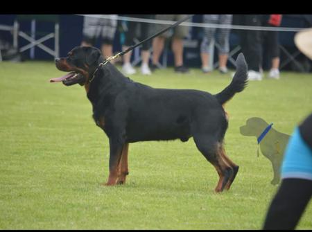 Rottweiler for sale by VOMSCHATZ