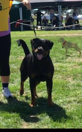 Rottweiler for sale by VOMSCHATZ