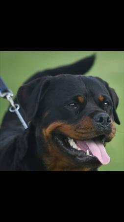 Rottweiler for sale by VOMSCHATZ