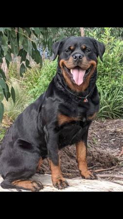 Rottweiler for sale by VOMSCHATZ