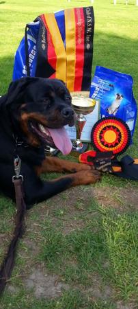 Rottweiler for sale by VOMSCHATZ