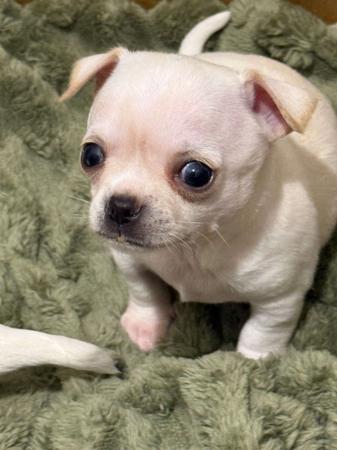 Chihuahua (Smooth Coat) puppy for sale by MATTJAPANESECHIN