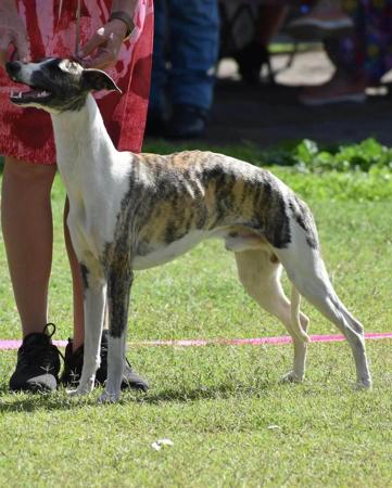 Whippet puppy for sale by PHOENWAYBOXERS