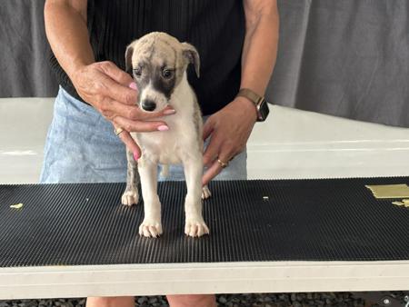 Whippet puppy for sale by PHOENWAYBOXERS