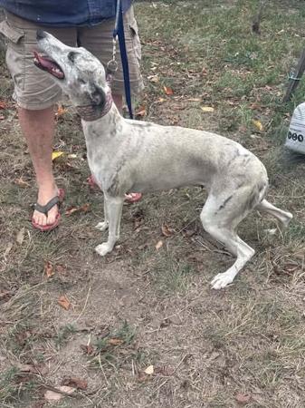Whippet puppy for sale by PHOENWAYBOXERS