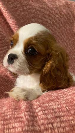 Cavalier King Charles Spaniel puppy for sale by ELVYNE