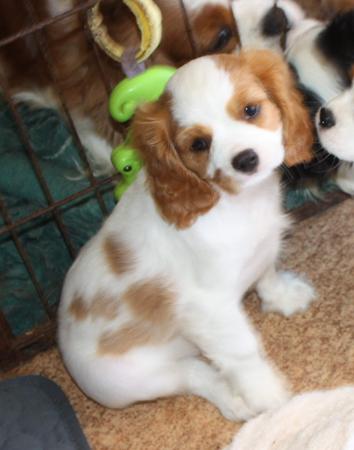 Cavalier King Charles Spaniel puppy for sale by MAGGIEB