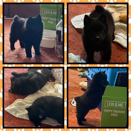 Schipperke puppy for sale by LOVEAMUTT