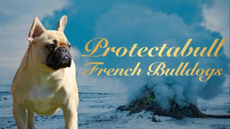 French Bulldog for sale by PROTECTABULL