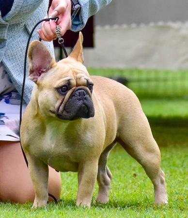 French Bulldog for sale by PROTECTABULL