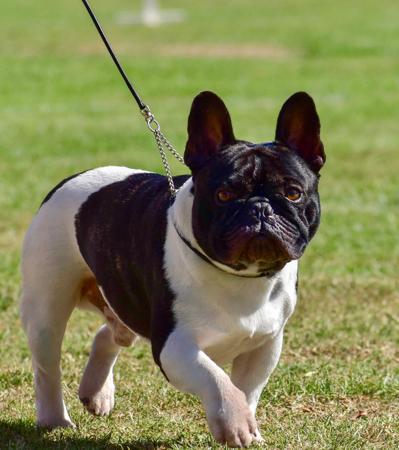 French Bulldog for sale by PROTECTABULL