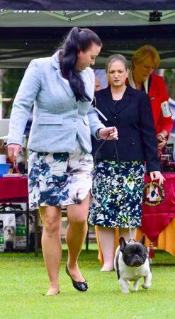 French Bulldog for sale by PROTECTABULL