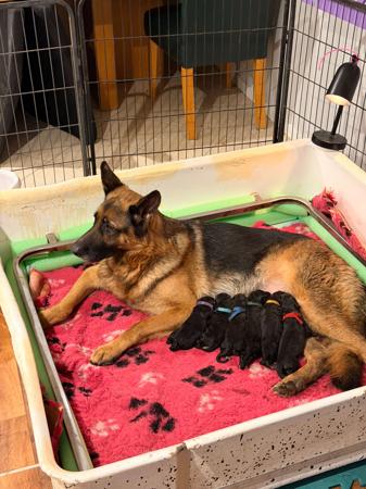 German Shepherd Dog puppy for sale by HASSENRIGGER