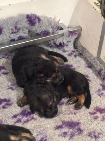 German Shepherd Dog (Long Stock Coat) puppy for sale by HASSENRIGGER