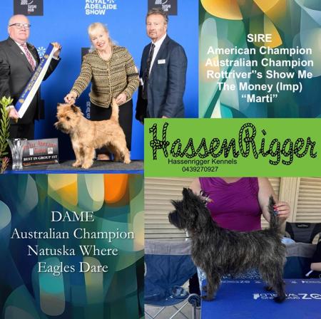 Cairn Terrier for sale by HASSENRIGGER