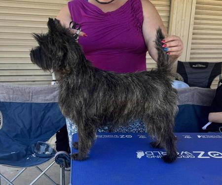 Cairn Terrier for sale by HASSENRIGGER