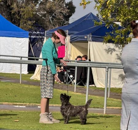 Cairn Terrier for sale by HASSENRIGGER
