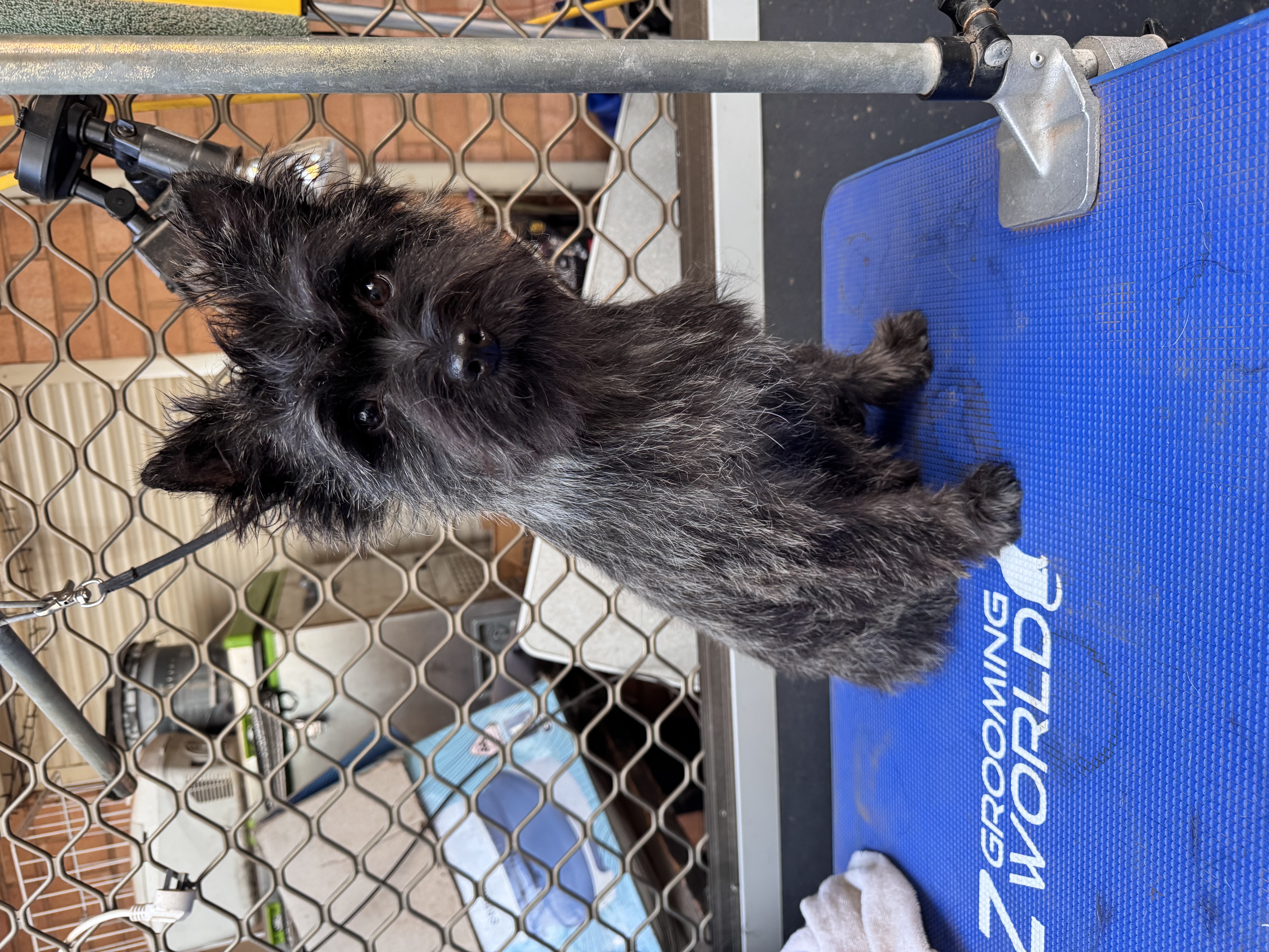 Cairn Terrier for sale by HASSENRIGGER