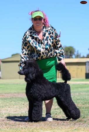 Poodle (Standard) for sale by HASSENRIGGER