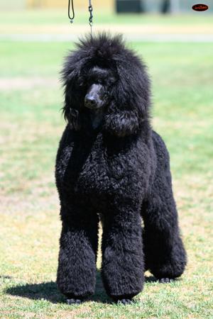 Poodle (Standard) for sale by HASSENRIGGER