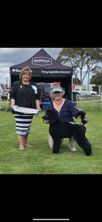 Poodle (Standard) for sale by HASSENRIGGER