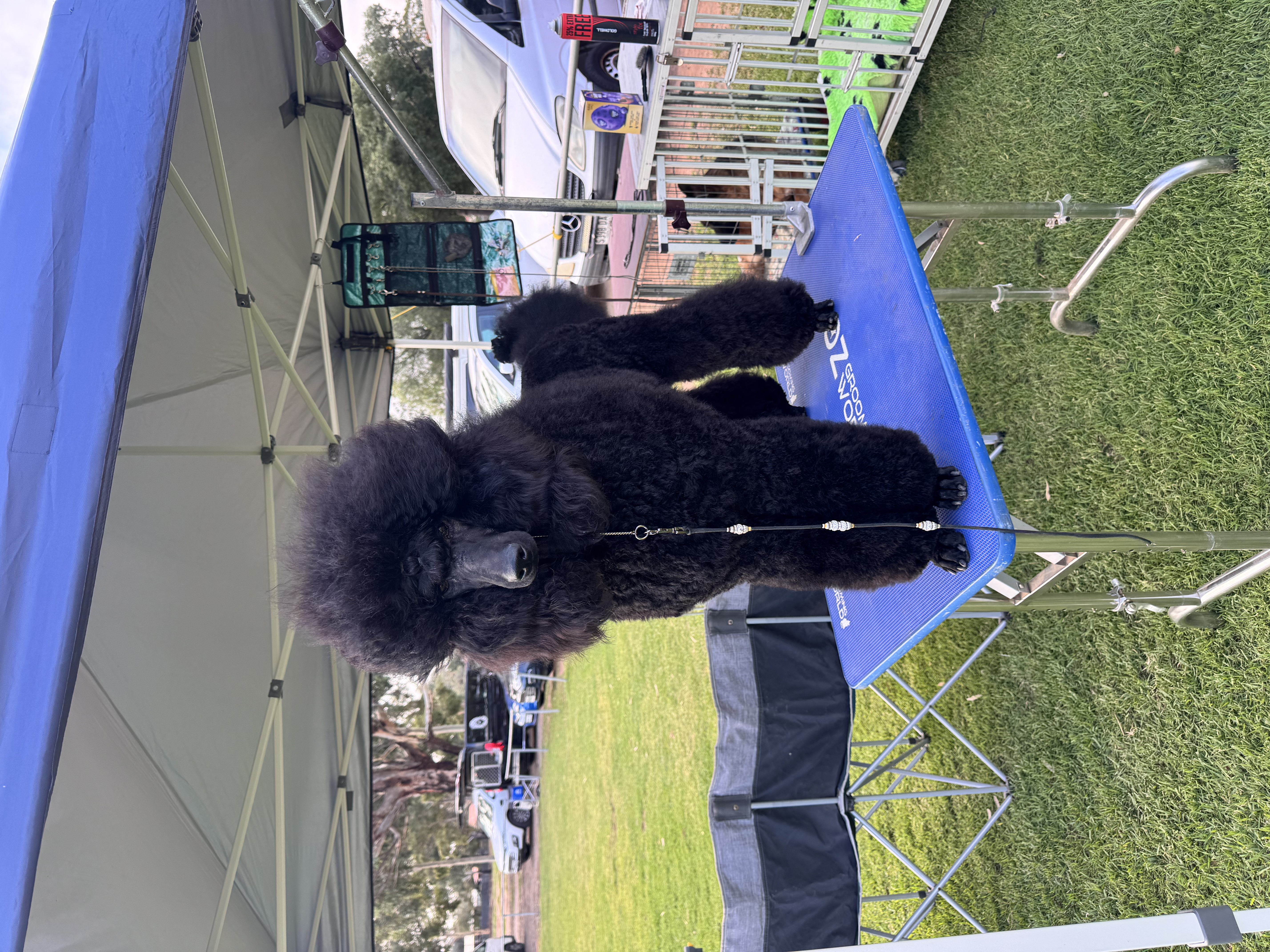 Poodle (Standard) for sale by HASSENRIGGER