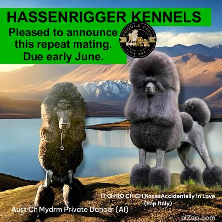 Poodle (Standard) puppy for sale by HASSENRIGGER
