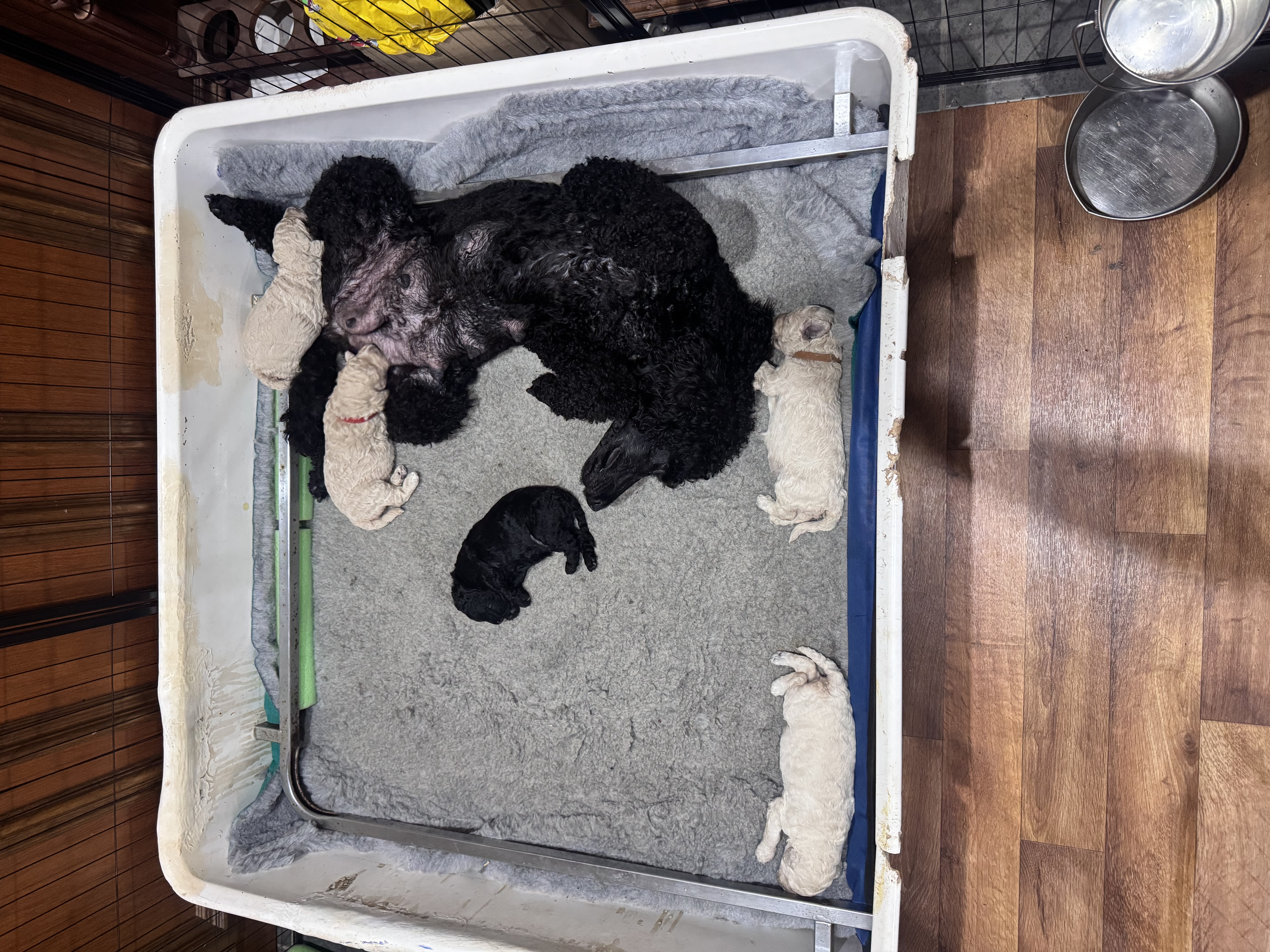 Poodle (Standard) puppy for sale by HASSENRIGGER