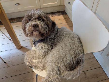 Lagotto Romagnolo puppy for sale by DJINDA