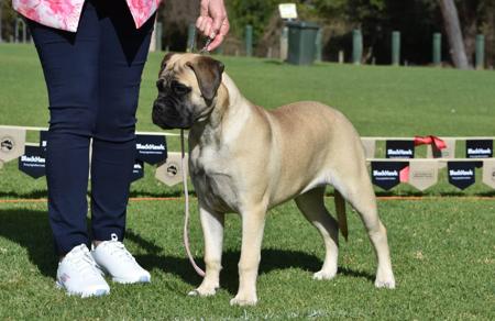 Dukory Angel In Disguise (AI) Bullmastiff