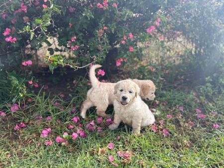 Golden Retriever for sale by GOLDENVAL
