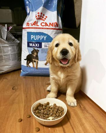 Golden Retriever for sale by GOLDENVAL