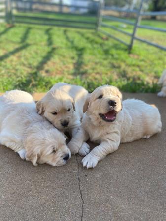 Golden Retriever for sale by GOLDENVAL