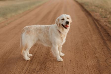 Golden Retriever for sale by GOLDENVAL