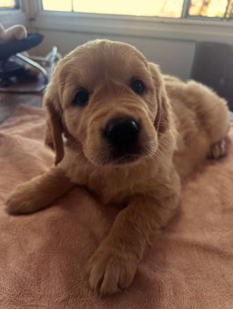 Golden Retriever for sale by GOLDENVAL