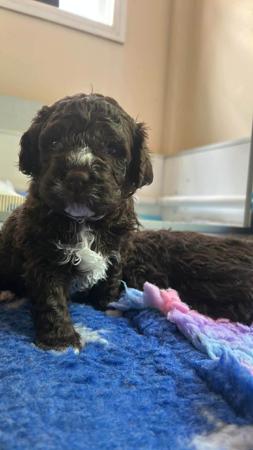 Lagotto Romagnolo for sale by CAMPIONECANI