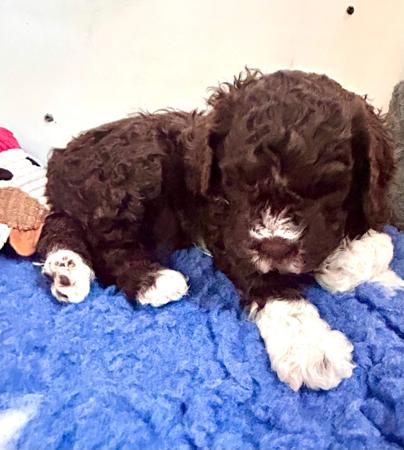 Lagotto Romagnolo for sale by CAMPIONECANI