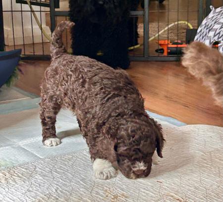 Lagotto Romagnolo for sale by CAMPIONECANI