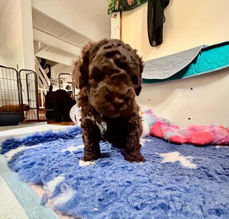 Lagotto Romagnolo for sale by CAMPIONECANI