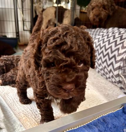 Lagotto Romagnolo for sale by CAMPIONECANI