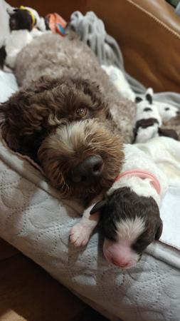 Lagotto Romagnolo puppy for sale by CAMPIONECANI