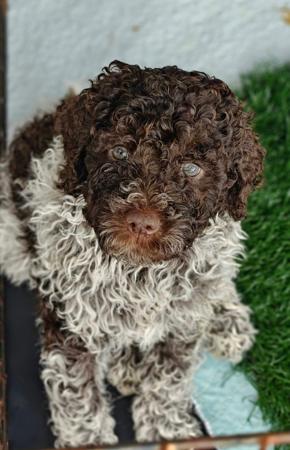 Lagotto Romagnolo puppy for sale by CAMPIONECANI
