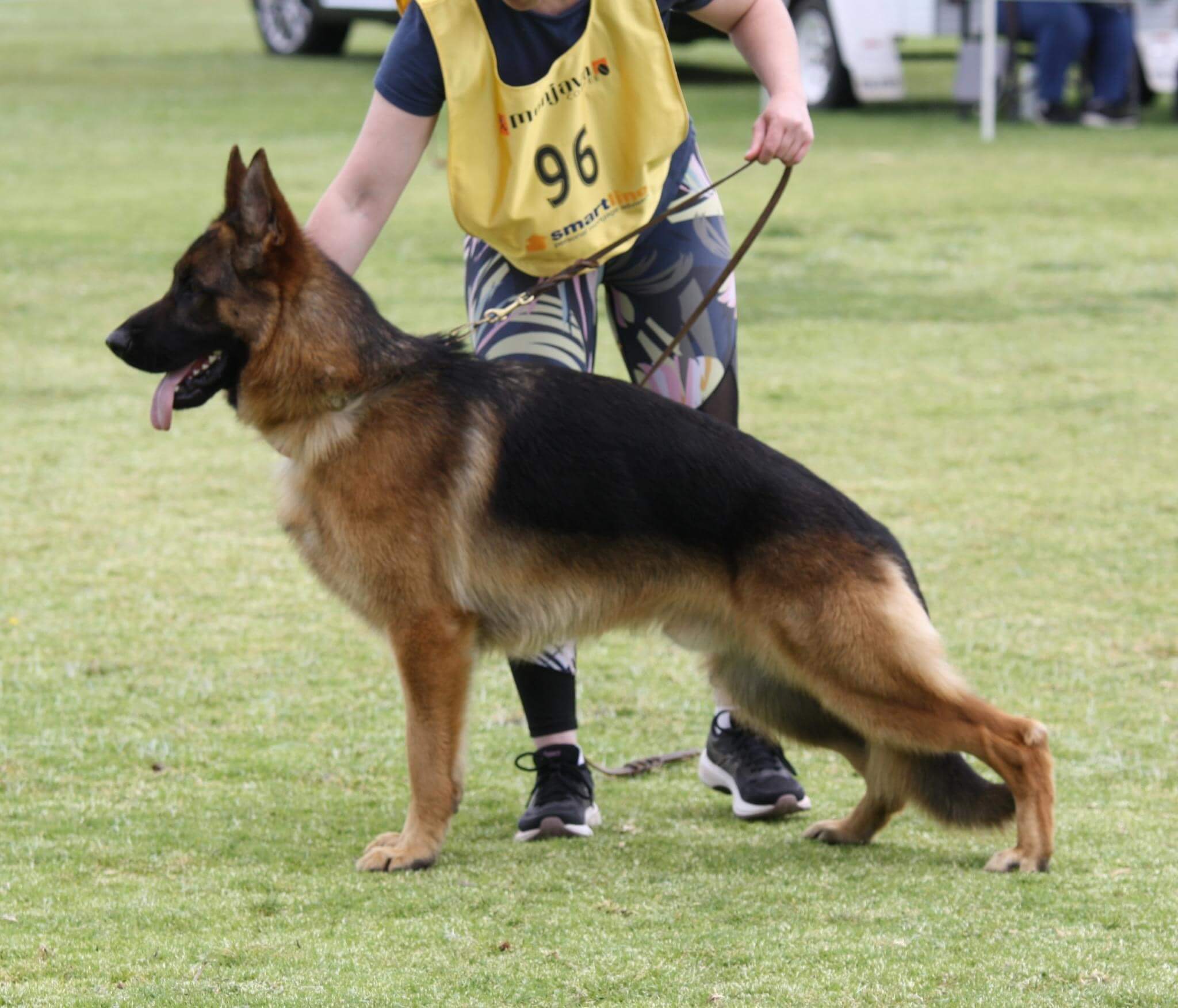 Taurorn Huzzah AZ German Shepherd Dog - Owned by Gail Wellman