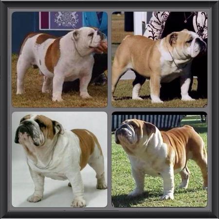 British Bulldog for sale by BRATRICE